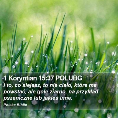 1 Koryntian 15:37 POLUBG Bible Verse Image