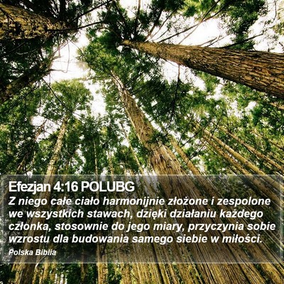 Efezjan 4:16 POLUBG Bible Verse Image