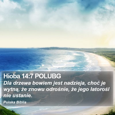 Hioba 14:7 POLUBG Bible Verse Image