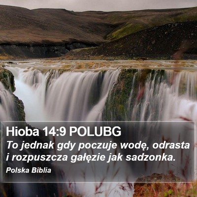 Hioba 14:9 POLUBG Bible Verse Image