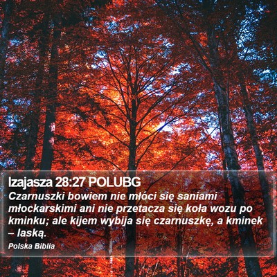 Izajasza 28:27 POLUBG Bible Verse Image