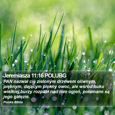 Jeremiasza 11:16 POLUBG Bible Verse Image