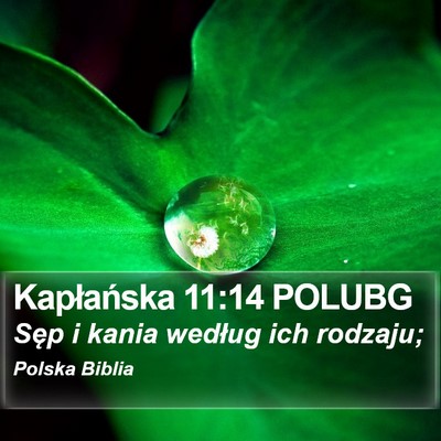 Kapłańska 11:14 POLUBG Bible Verse Image