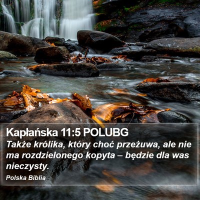 Kapłańska 11:5 POLUBG Bible Verse Image