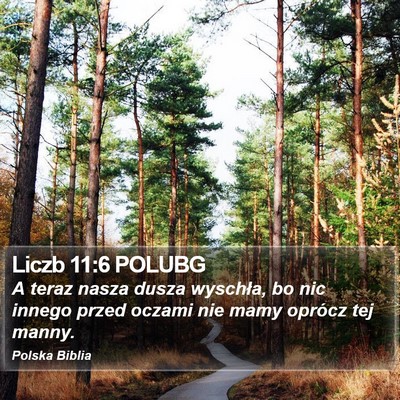 Liczb 11:6 POLUBG Bible Verse Image