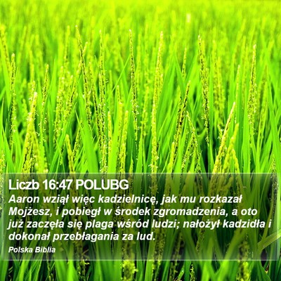 Liczb 16:47 POLUBG Bible Verse Image