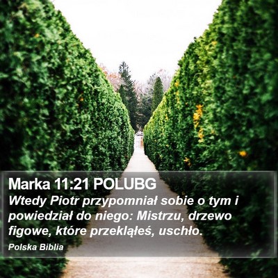 Marka 11:21 POLUBG Bible Verse Image