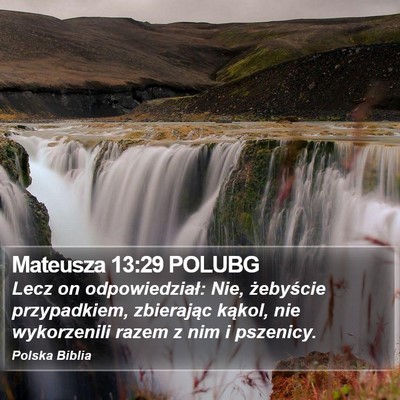 Mateusza 13:29 POLUBG Bible Verse Image