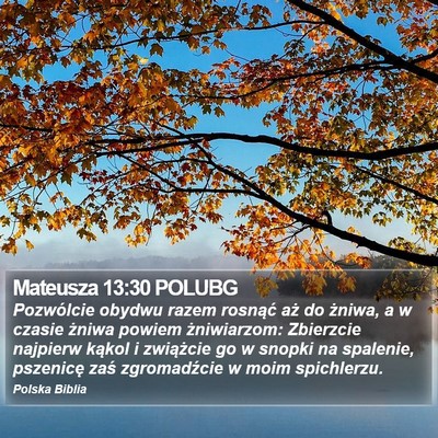 Mateusza 13:30 POLUBG Bible Verse Image