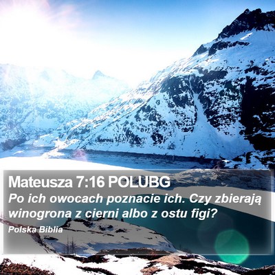 Mateusza 7:16 POLUBG Bible Verse Image