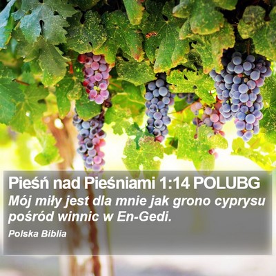 Pieśń nad Pieśniami 1:14 POLUBG Bible Verse Image
