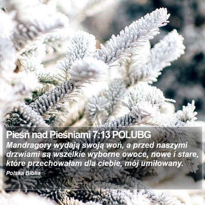 Pieśń nad Pieśniami 7:13 POLUBG Bible Verse Image