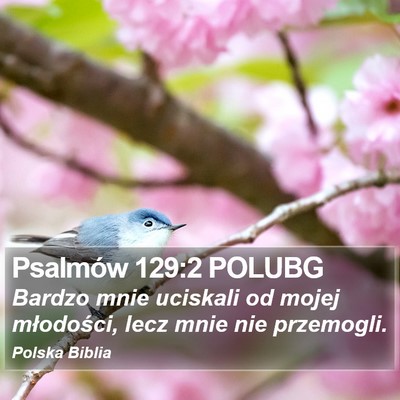 Psalmów 129:2 POLUBG Bible Verse Image
