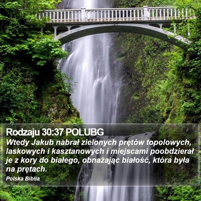 Rodzaju 30:37 POLUBG Bible Verse Image