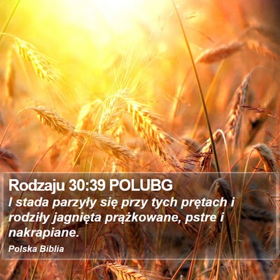 Rodzaju 30:39 POLUBG Bible Verse Image