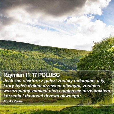 Rzymian 11:17 POLUBG Bible Verse Image