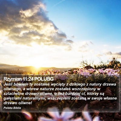 Rzymian 11:24 POLUBG Bible Verse Image