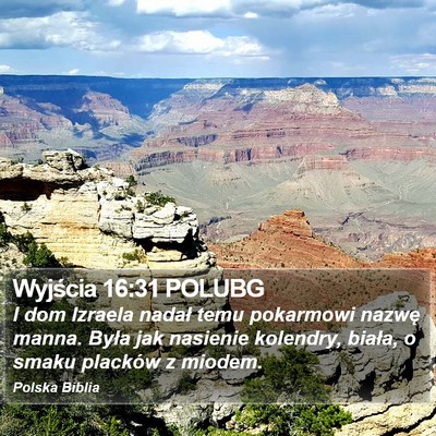 Wyjścia 16:31 POLUBG Bible Verse Image