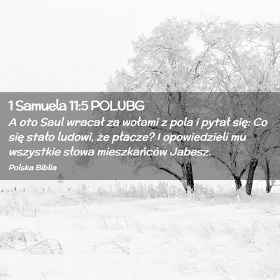 Picture 02 - 1 Samuela 11:5 POLUBG - A oto Saul wracał za wołami z pola i pytał - Bible Verse Picture