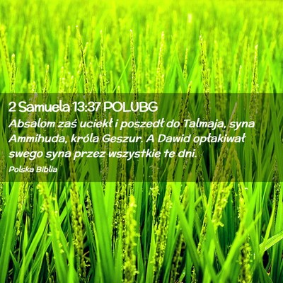 Picture 02 - 2 Samuela 13:37 POLUBG - Absalom zaś uciekł i poszedł do Talmaja, syna - Bible Verse Picture