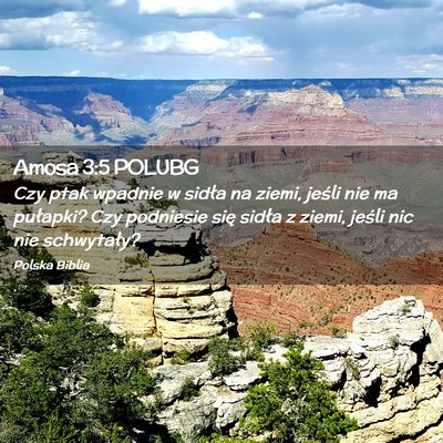 Picture 02 - Amosa 3:5 POLUBG - Czy ptak wpadnie w sidła na ziemi, jeśli nie ma - Bible Verse Picture