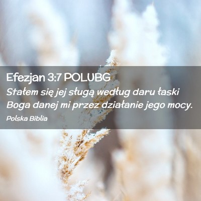 Picture 02 - Efezjan 3:7 POLUBG - Stałem się jej sługą według daru łaski Boga - Bible Verse Picture