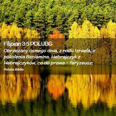 Picture 02 - Filipian 3:5 POLUBG - Obrzezany ósmego dnia, z rodu Izraela, z - Bible Verse Picture