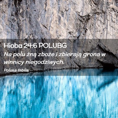 Picture 02 - Hioba 24:6 POLUBG - Na polu żną zboże i zbierają grona w winnicy - Bible Verse Picture