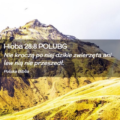 Picture 02 - Hioba 28:8 POLUBG - Nie kroczą po niej dzikie zwierzęta ani lew - Bible Verse Picture