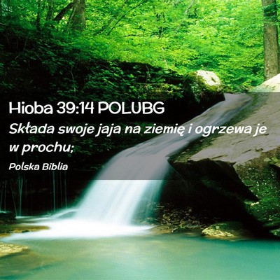 Picture 02 - Hioba 39:14 POLUBG - Składa swoje jaja na ziemię i ogrzewa je w - Bible Verse Picture
