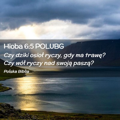 Picture 02 - Hioba 6:5 POLUBG - Czy dziki osioł ryczy, gdy ma trawę? Czy wół - Bible Verse Picture