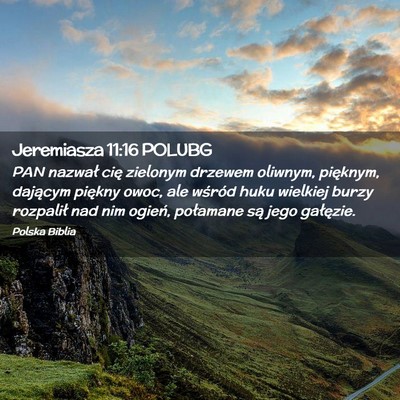 Picture 02 - Jeremiasza 11:16 POLUBG - PAN nazwał cię zielonym drzewem oliwnym, - Bible Verse Picture