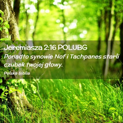 Picture 02 - Jeremiasza 2:16 POLUBG - Ponadto synowie Nof i Tachpanes starli czubek - Bible Verse Picture