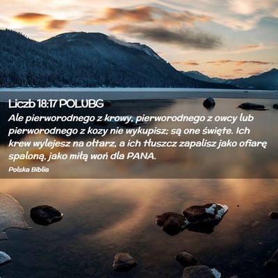 Picture 02 - Liczb 18:17 POLUBG - Ale pierworodnego z krowy, pierworodnego z owcy - Bible Verse Picture