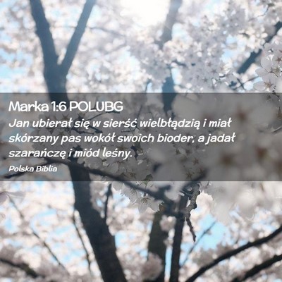 Picture 02 - Marka 1:6 POLUBG - Jan ubierał się w sierść wielbłądzią i - Bible Verse Picture