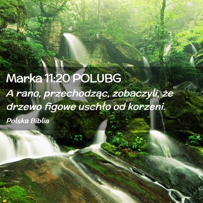 Picture 02 - Marka 11:20 POLUBG - A rano, przechodząc, zobaczyli, że drzewo - Bible Verse Picture