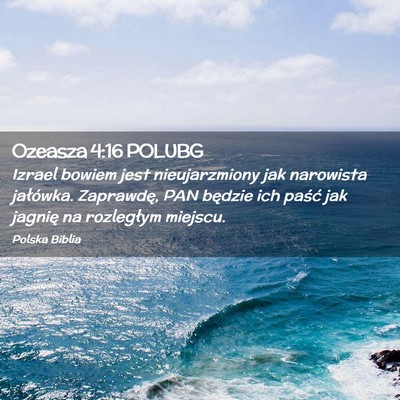 Picture 02 - Ozeasza 4:16 POLUBG - Izrael bowiem jest nieujarzmiony jak narowista - Bible Verse Picture