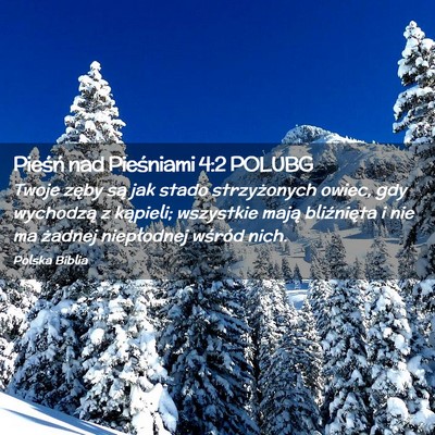 Picture 02 - Pieśń nad Pieśniami 4:2 POLUBG - Twoje zęby są jak stado strzyżonych owiec, gdy - Bible Verse Picture