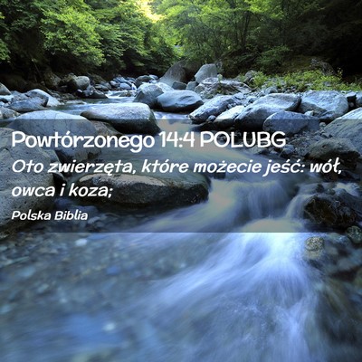 Picture 02 - Powtórzonego 14:4 POLUBG - Oto zwierzęta, które możecie jeść: wół, - Bible Verse Picture