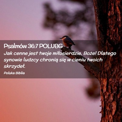 Picture 02 - Psalmów 36:7 POLUBG - Jak cenne jest twoje miłosierdzie, Boże! - Bible Verse Picture
