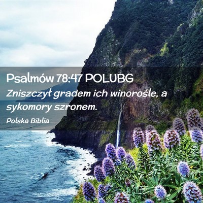 Picture 02 - Psalmów 78:47 POLUBG - Zniszczył gradem ich winorośle, a sykomory - Bible Verse Picture