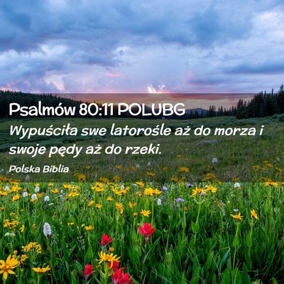 Picture 02 - Psalmów 80:11 POLUBG - Wypuściła swe latorośle aż do morza i swoje - Bible Verse Picture