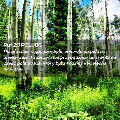 Picture 02 - Rut 2:3 POLUBG - Poszła więc, a gdy przybyła, zbierała na polu - Bible Verse Picture