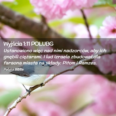 Picture 02 - Wyjścia 1:11 POLUBG - Ustanowiono więc nad nimi nadzorców, aby ich - Bible Verse Picture
