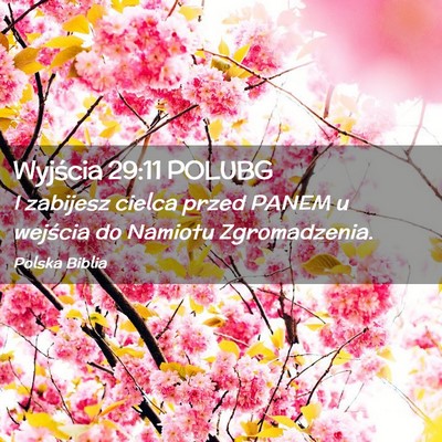 Picture 02 - Wyjścia 29:11 POLUBG - I zabijesz cielca przed PANEM u wejścia do - Bible Verse Picture