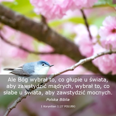 Picture 03 - 1 Koryntian 1:27 POLUBG - Ale Bóg wybrał to, co głupie u świata, aby - Bible Verse Picture