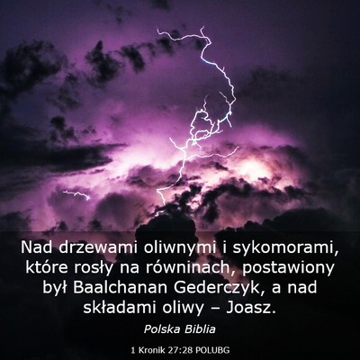 Picture 03 - 1 Kronik 27:28 POLUBG - Nad drzewami oliwnymi i sykomorami, które rosły - Bible Verse Picture