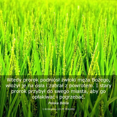 Picture 03 - 1 Królewska 13:29 POLUBG - Wtedy prorok podniósł zwłoki męża Bożego, - Bible Verse Picture