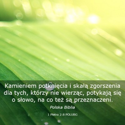 Picture 03 - 1 Piotra 2:8 POLUBG - Kamieniem potknięcia i skałą zgorszenia dla - Bible Verse Picture