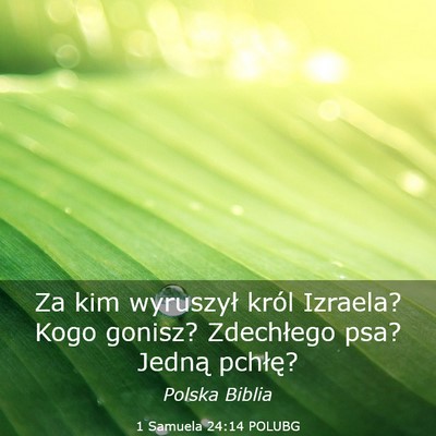 Picture 03 - 1 Samuela 24:14 POLUBG - Za kim wyruszył król Izraela? Kogo gonisz? - Bible Verse Picture
